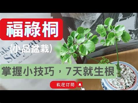 福祿桐水培栽培法|福祿桐的栽培與管理